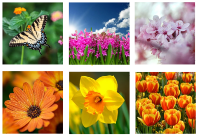 Lente fotomagnetenset met mooie voorjaars bloemen